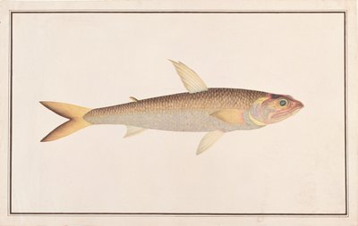 Lizardfish, aus Zeichnungen von Fischen aus Malakka, ca. 1805-18 von Chinese School